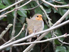 Erithacus rubecula