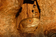 Varanus albigularis microstictus