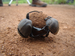Allogymnopleurus splendidus