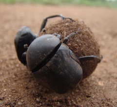Allogymnopleurus splendidus