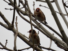 Carduelis carduelis