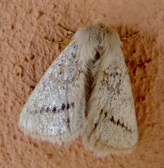 Phiala