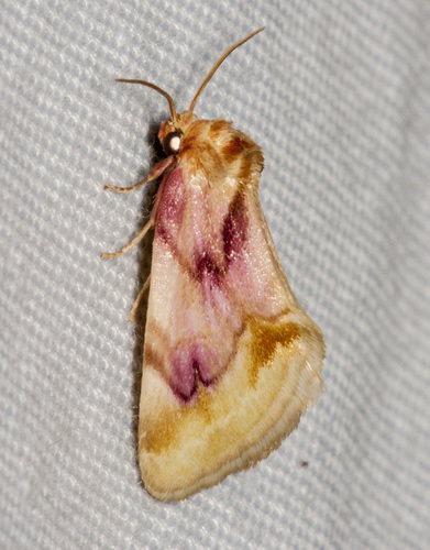 How to identify Chamaeclea pernana Grote, 1881