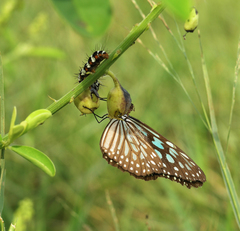Ideopsis similis persimilis
