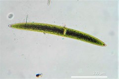 Closterium acerosum