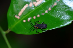 Sceloenopla emarginata