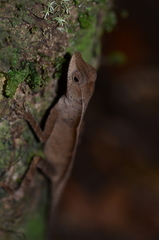 Anolis chrysolepis