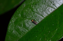 Plectoderes collaris