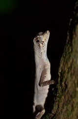 Anolis chrysolepis