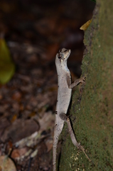 Anolis chrysolepis