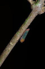 Amblyscarta invenusta