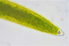 Closterium acerosum