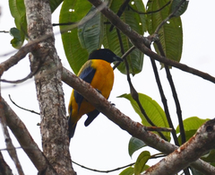 Anisognathus notabilis