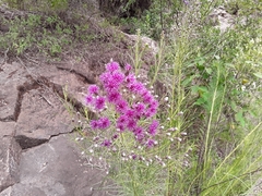 Vernonanthura nudiflora