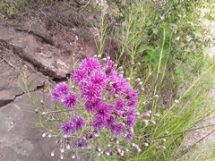 Vernonanthura nudiflora