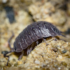 Porcellio violaceus