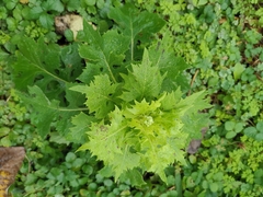Lactuca indica