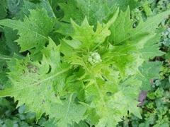 Lactuca indica