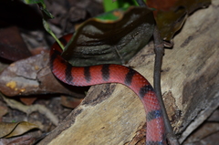 Siphlophis compressus
