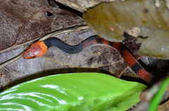 Siphlophis compressus