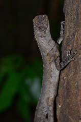 Uranoscodon superciliosus