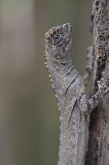 Uranoscodon superciliosus