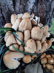 Coprinellus micaceus