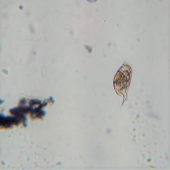 Colurella adriatica