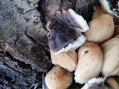 Coprinellus micaceus
