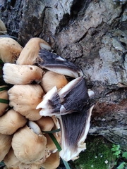 Coprinellus micaceus