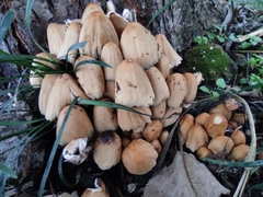 Coprinellus micaceus