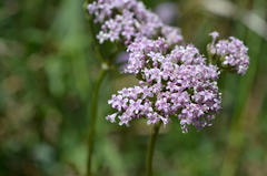 Valeriana turkestanica