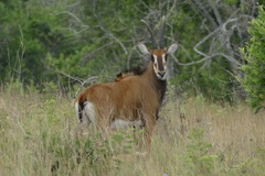 Hippotragus niger roosevelti