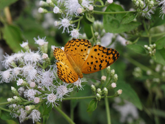 Phalanta phalantha phalantha