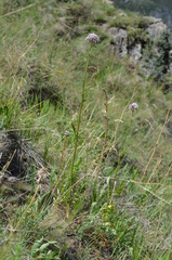 Valeriana turkestanica
