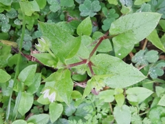 Stellaria aquatica