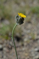 Pilosella dublitzkii