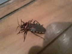 Brontostoma colossus