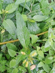 Rorippa indica