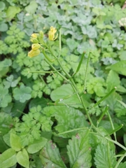 Rorippa indica