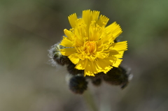 Pilosella dublitzkii
