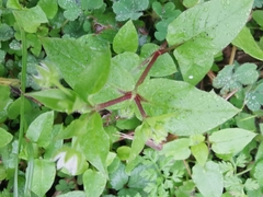 Stellaria aquatica