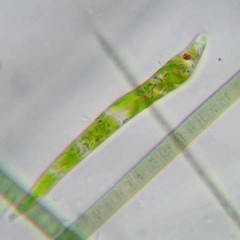 Euglena mutabilis