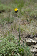 Pilosella dublitzkii
