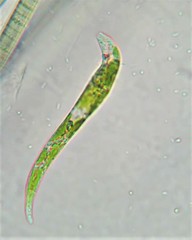 Euglena mutabilis