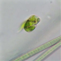 Euglena mutabilis
