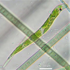 Euglena mutabilis
