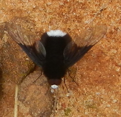 Ogcodocera leucoprocta