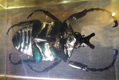 Goliathus goliatus