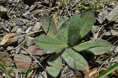 Pilosella dublitzkii